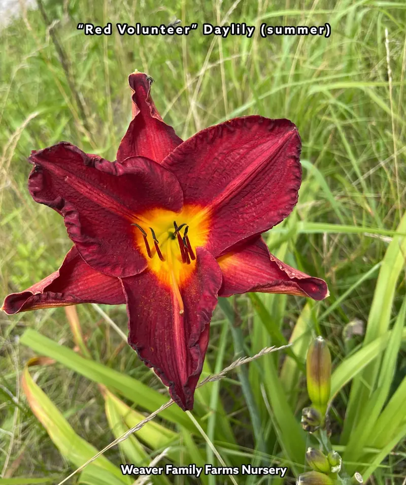 Hemerocallis ‘Red Volunteer’ Daylily – Bold Scarlet Flowers with Extended Bloom Time