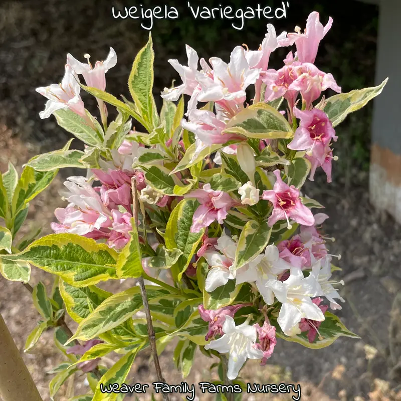 Variegated Weigela