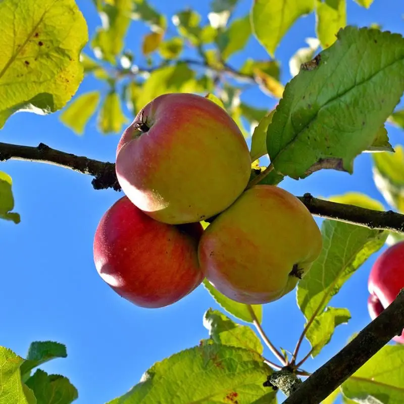 Ambrosia Apple Tree – Honey-Sweet Low-Acid Variety