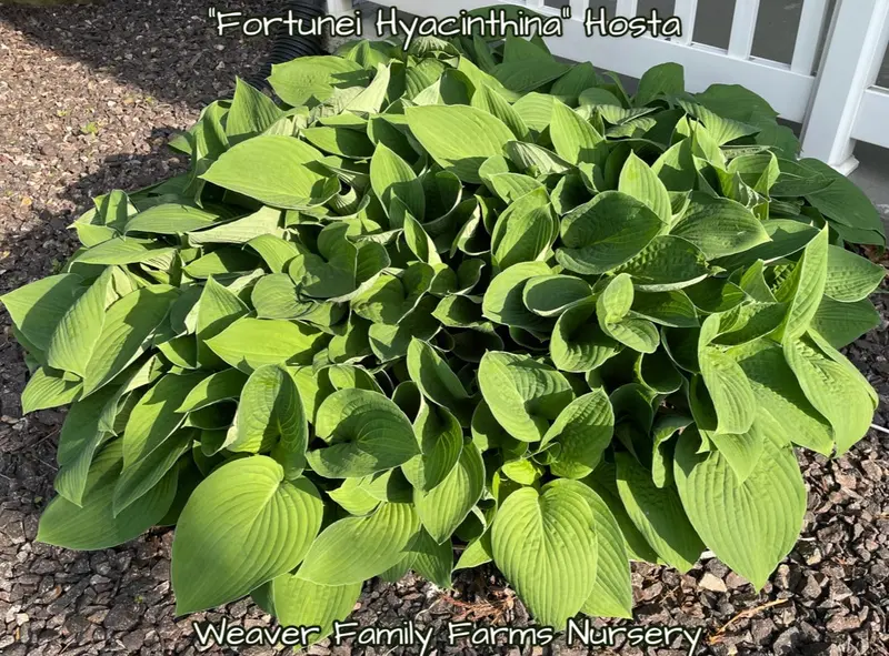Giant Green Hosta – Large-Leaved Shade-Tolerant Perennial