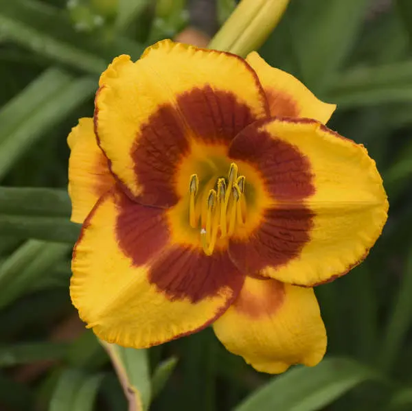 Hemerocallis ‘Fooled Me’ Daylily – Lavender-Pink Ruffled Blooms with Green Throat