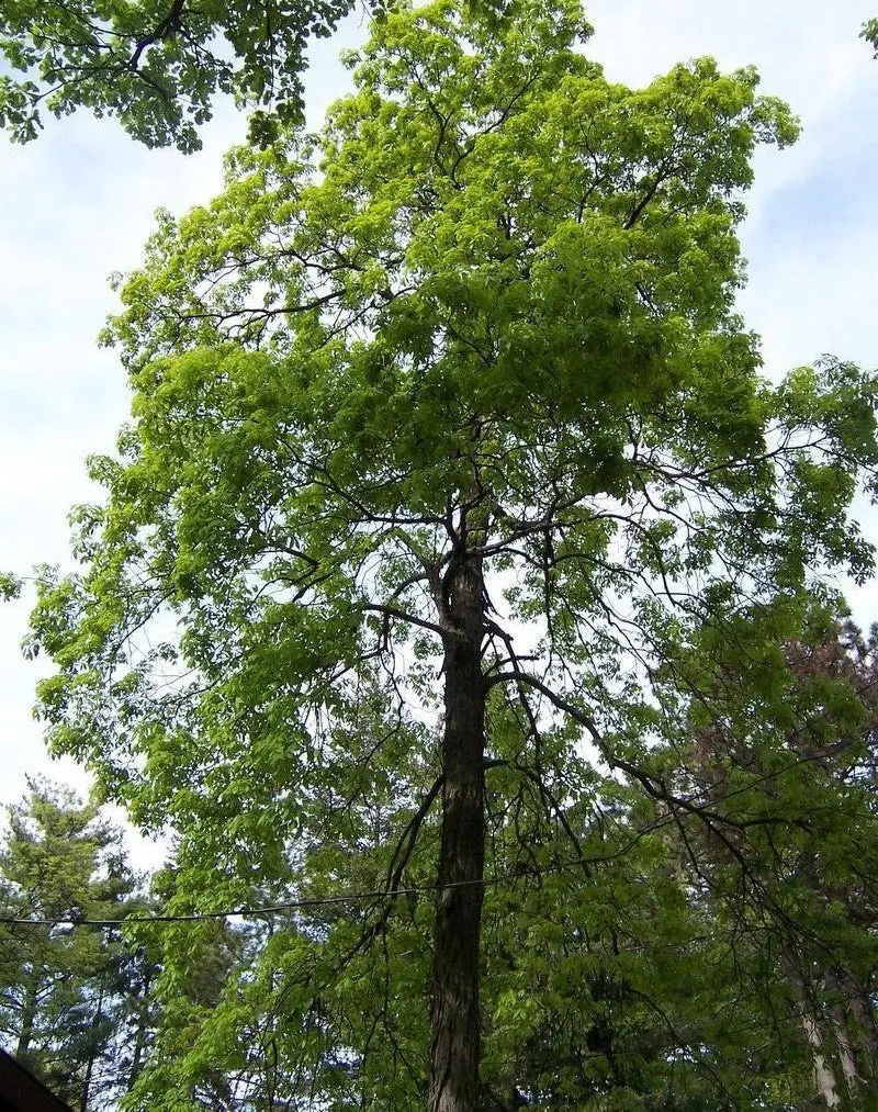 Shellbark Hickory – Large-Nut Producing Hardwood Tree