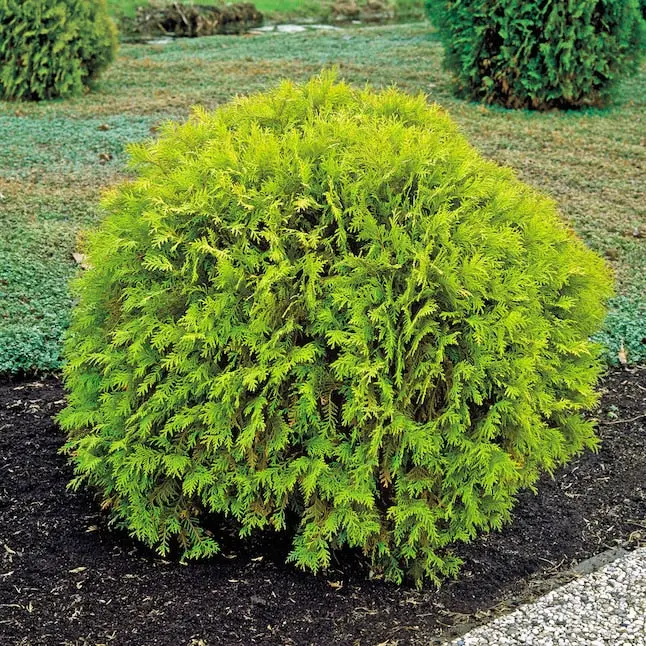 Golden Globe Arborvitae