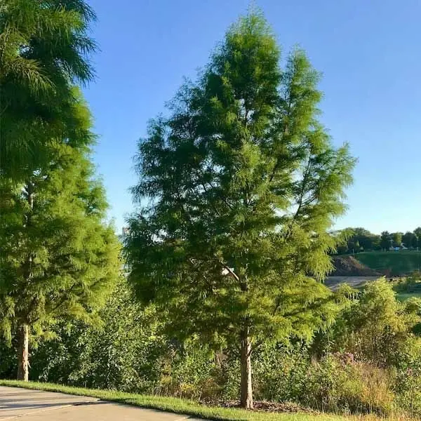 Bald Cypress – Deciduous Conifer for Wet or Dry Landscapes