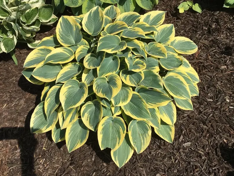 Hosta ‘First Frost’ – Variegated Blue-Green Leaves with Cream Margins