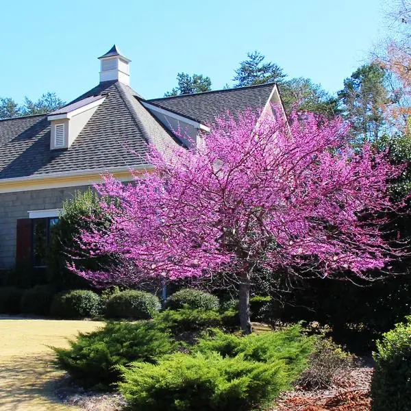 Cercis canadensis ‘Eastern Redbud’ – Ornamental Tree with Rosy-Purple Spring Blossoms