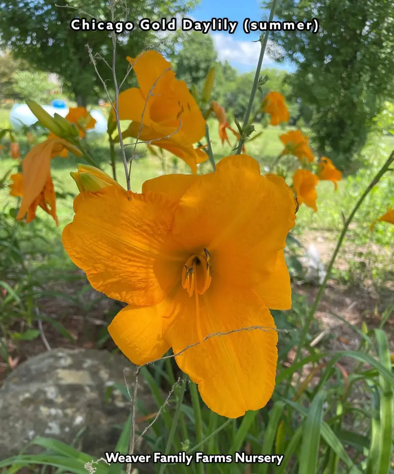 Hemerocallis ‘Chicago Gold’ Daylily – Vibrant Yellow Blooms, Repeat Flowering