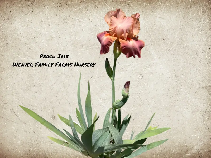 Iris ‘Peach’ Bearded Iris – Soft Peach-Hued Ruffled Flowers and Sturdy Stems