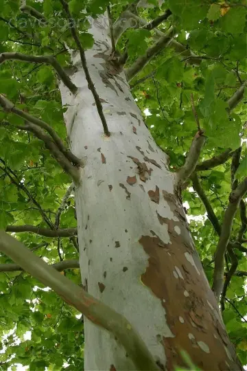 American Sycamore – Fast-Growing Native Shade Tree