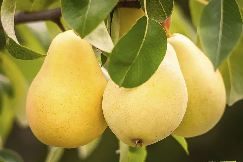 Kieffer Pear Tree – Hardy Dual-Purpose Crossbred Pear