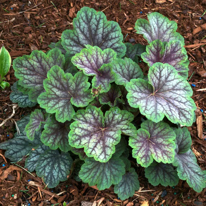 Heuchera ‘Green Spice’ Coral Bells – Lime-Green Foliage with Spicy Red Undertones