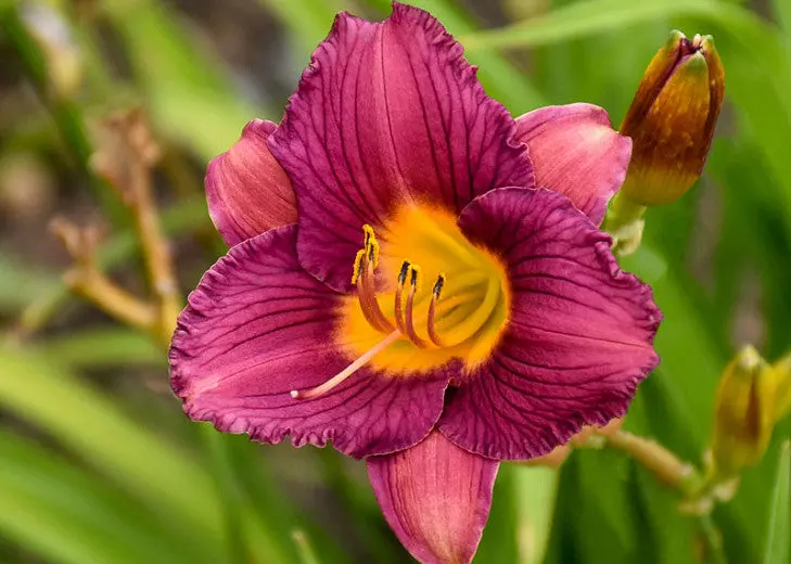 Hemerocallis ‘Purple D’Oro’ Daylily – Rich Purple-Violet Reblooming Selection