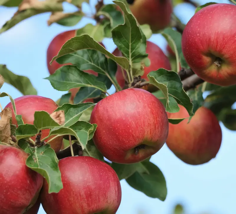 Frostbite Apple Tree – Cold-Hardy Northern Apple