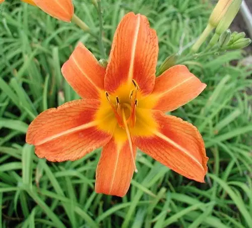 Hemerocallis Fulva – Classic Orange Daylily, Hardy and Naturalizing