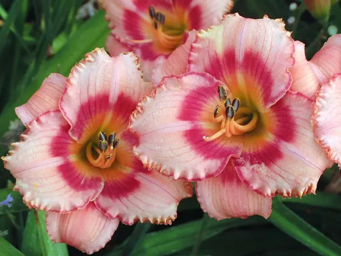 Hemerocallis ‘Strawberry Candy’ Daylily – Rosy-Pink, Ruffled, and Fragrant