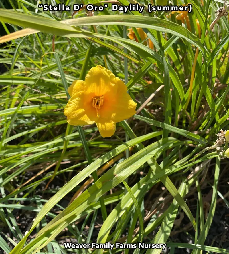 Hemerocallis ‘Stella de Oro’ Daylily – Classic Golden-Yellow, Prolific Rebloomer