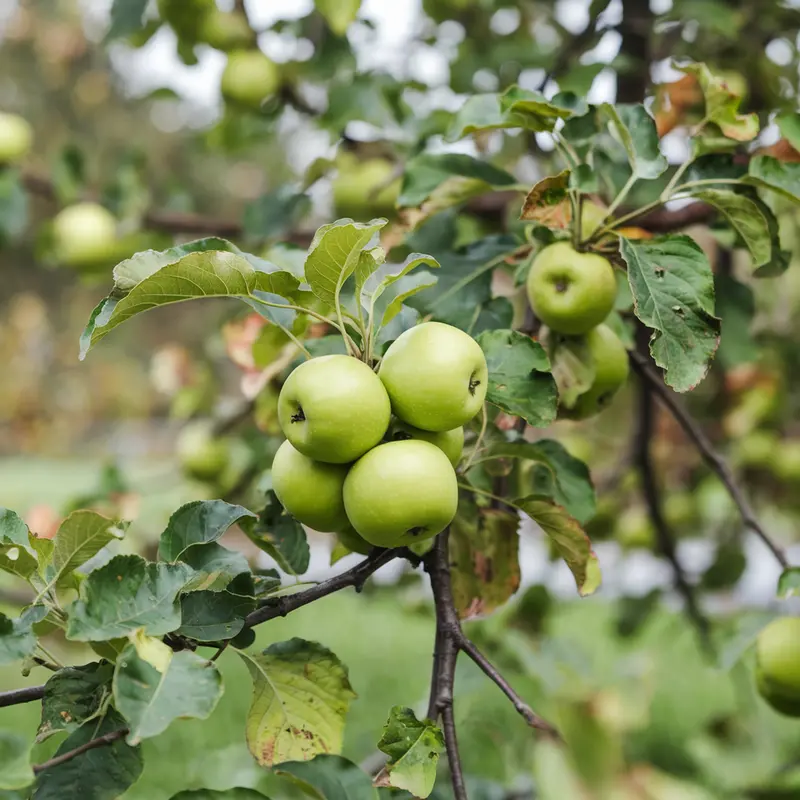 Granny Smith Apple Tree – Tart Green Baking Apple