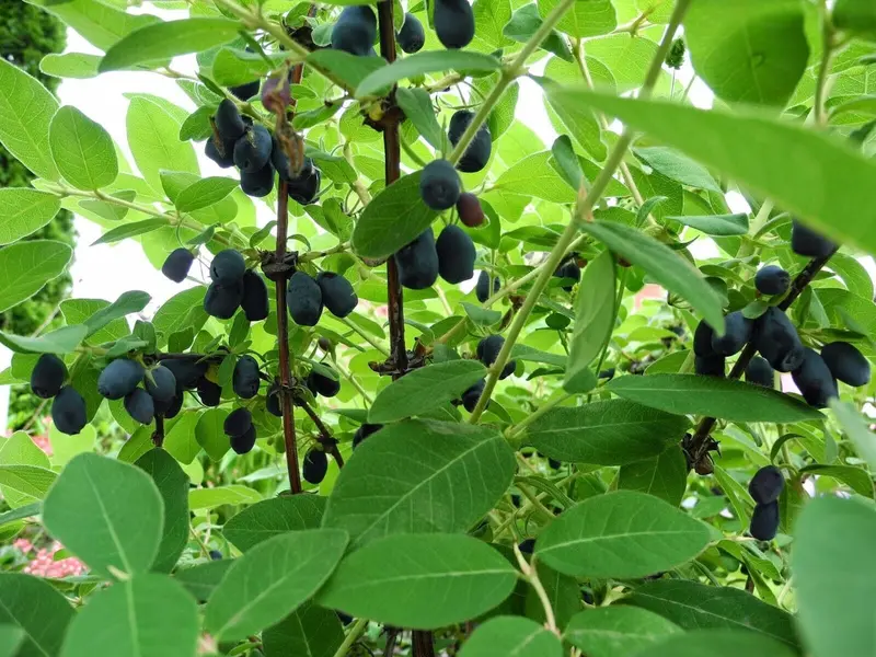 Tundra Haskap Bush – Early-Season Honeyberry Variety