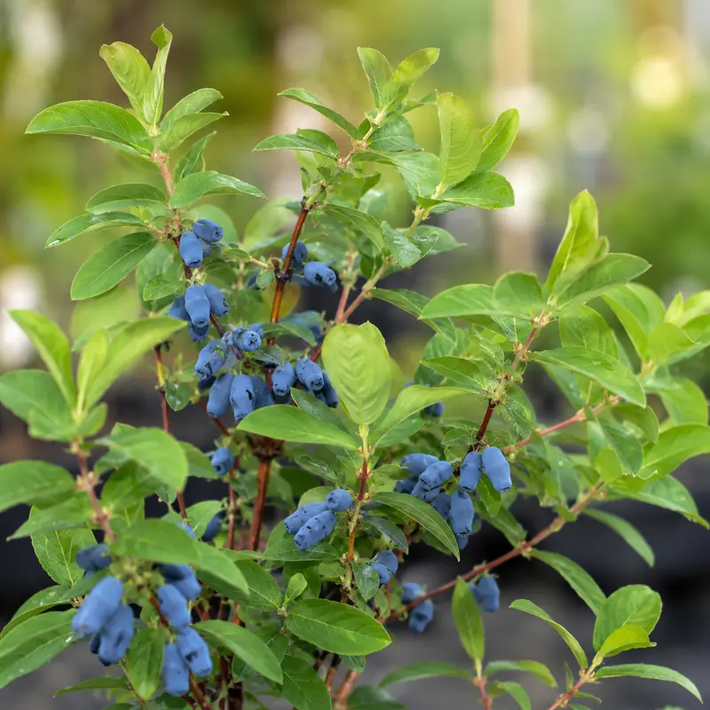 Boreal Blizzard Haskap Honeyberry – Cold-Tolerant Blue-Violet Berry