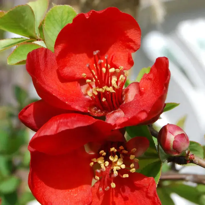 Scarff’s Red Flowering Quince