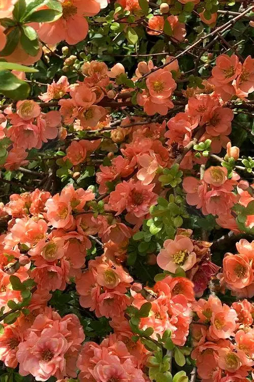 Cameo Flowering Quince