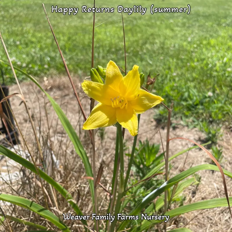 Hemerocallis ‘Happy Returns’ Daylily – Compact Reblooming Yellow Variety